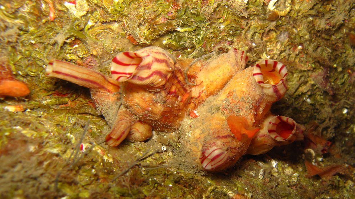 050 Violet (Microcosmus sp).JPG - Violet (Microcosmus sp)